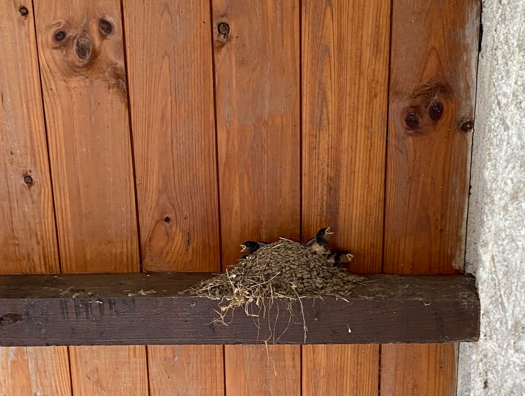 nest Nest